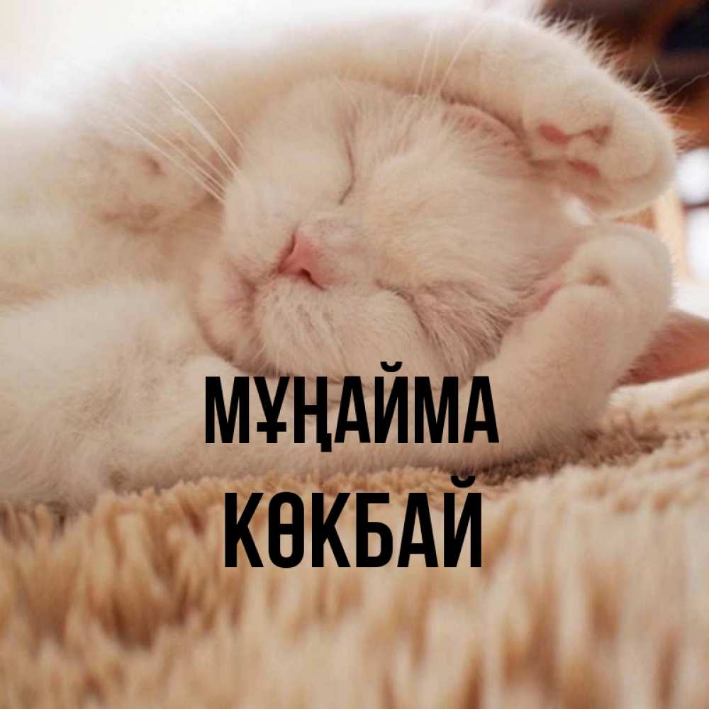Күн сайын ашық хат с именем, Көкбай Мұңайма Котенок спит Онлайн тегін жүктеп алу тілектері бар керемет карта 