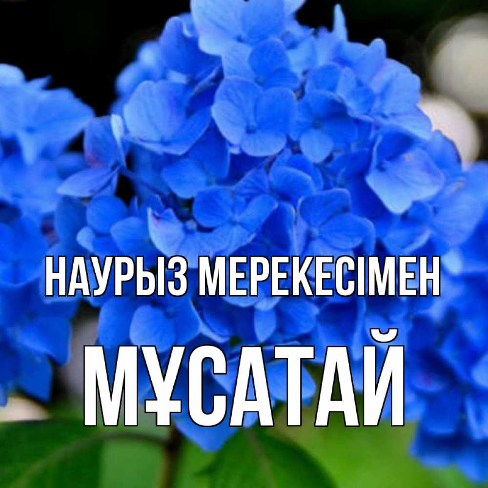 Күн сайын ашық хат с именем, Мұсатай Наурыз мерекесімен синие цветы Онлайн тегін жүктеп алу тілектері бар керемет карта 