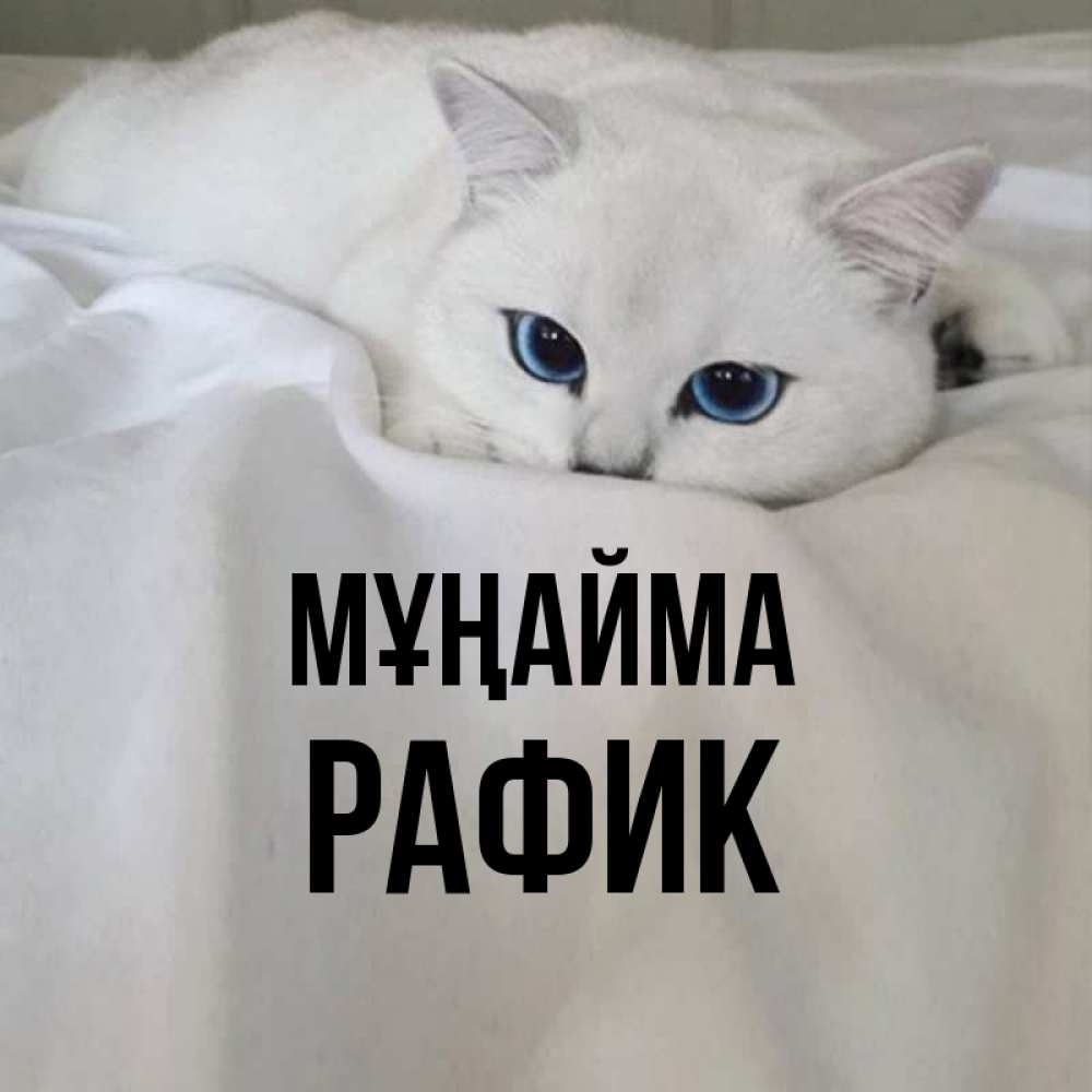 Күн сайын ашық хат с именем, РАФИК Мұңайма Голубоглазая кошка Онлайн тегін жүктеп алу тілектері бар керемет карта 