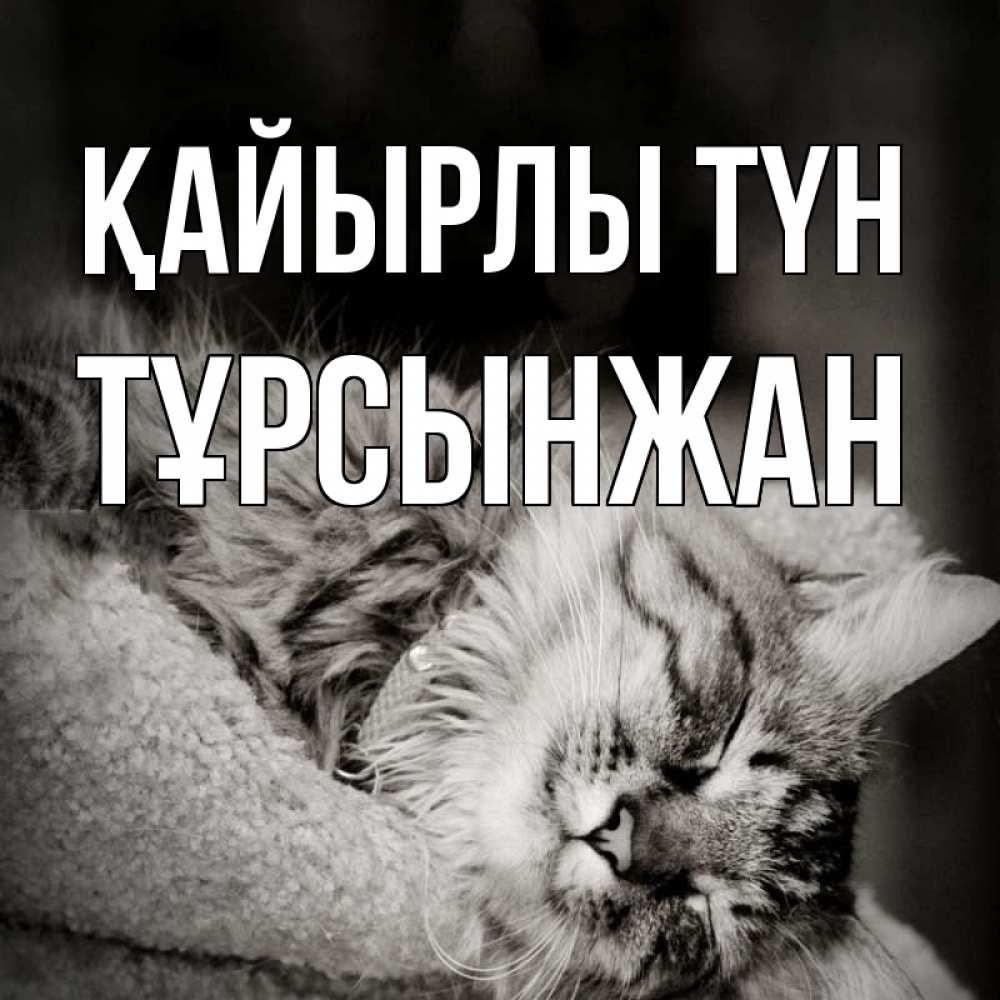 Күн сайын ашық хат с именем, ТҰРСЫНЖАН Қайырлы түн котярик пушистый Онлайн тегін жүктеп алу тілектері бар керемет карта 