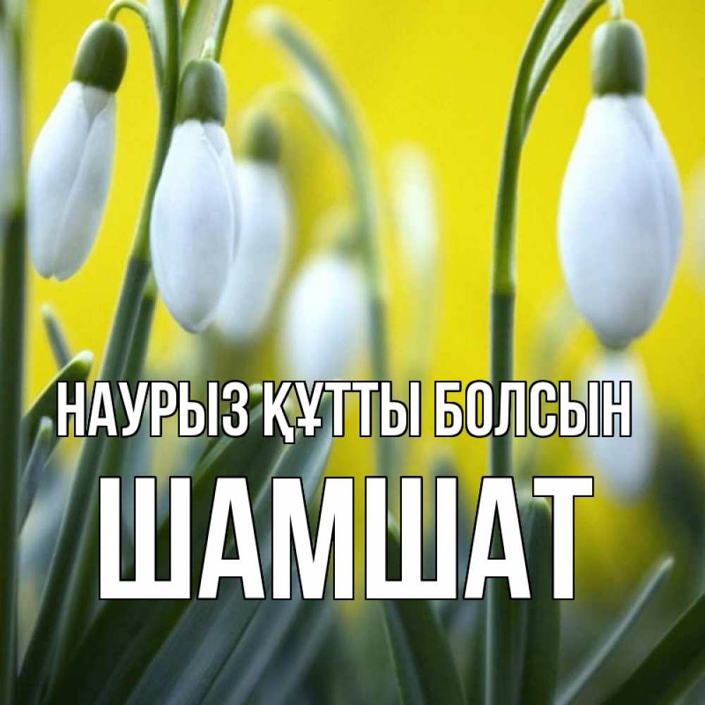 Күн сайын ашық хат с именем, ШАМШАТ Наурыз құтты болсын весенние цветы Онлайн тегін жүктеп алу тілектері бар керемет карта 