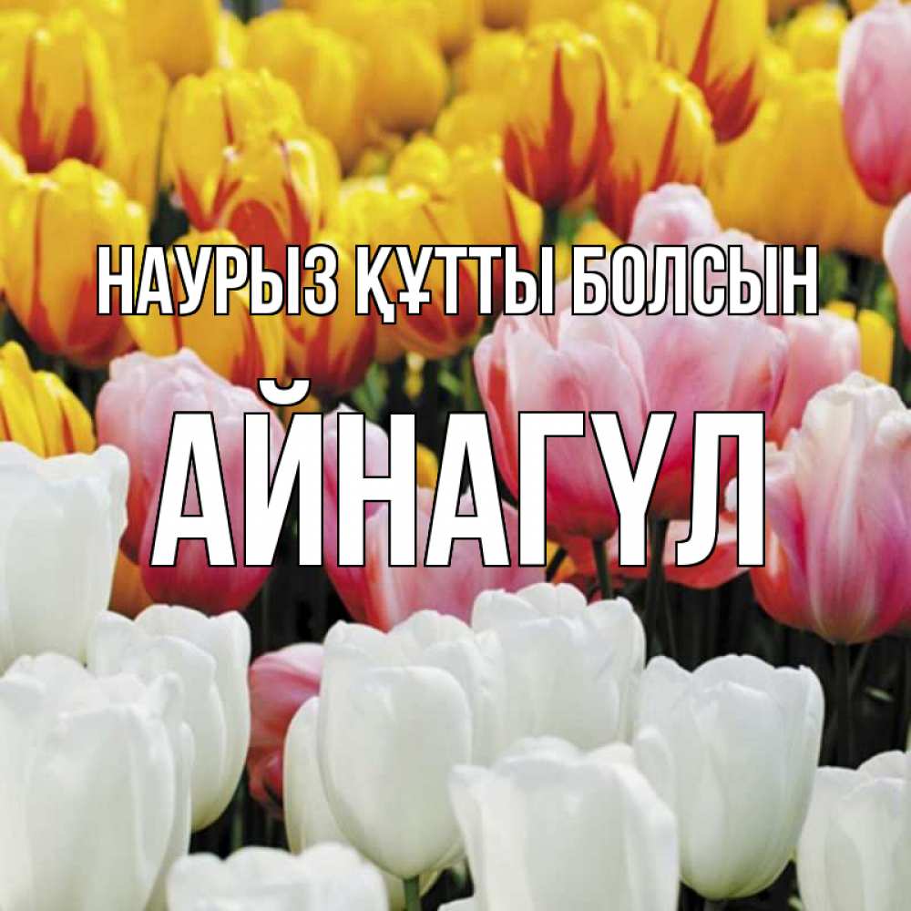 Күн сайын ашық хат с именем, АЙНАГҮЛ Наурыз құтты болсын разноцветные цветы Онлайн тегін жүктеп алу тілектері бар керемет карта 