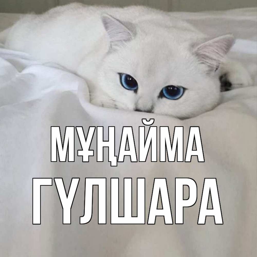 Күн сайын ашық хат с именем, ГҮЛШАРА Мұңайма белый кот с голубыми глазами на белоснежной кровати Онлайн тегін жүктеп алу тілектері бар керемет карта 