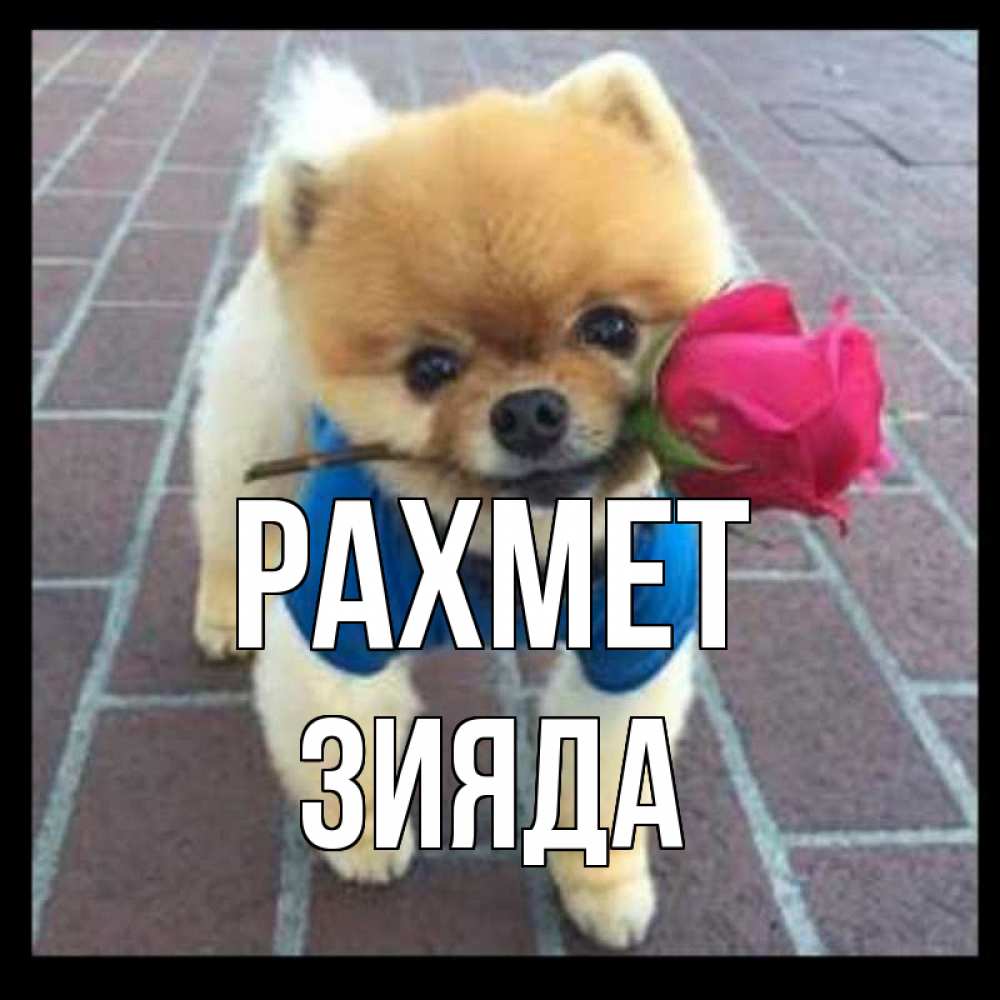 Күн сайын ашық хат с именем, ЗИЯДА рахмет спасибо и дарю тебе цветок Онлайн тегін жүктеп алу тілектері бар керемет карта 