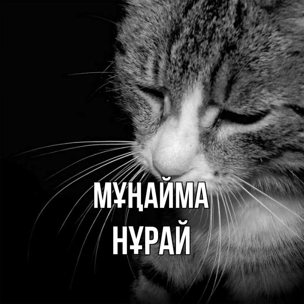 Күн сайын ашық хат с именем, НҰРАЙ Мұңайма грустный котик Онлайн тегін жүктеп алу тілектері бар керемет карта 