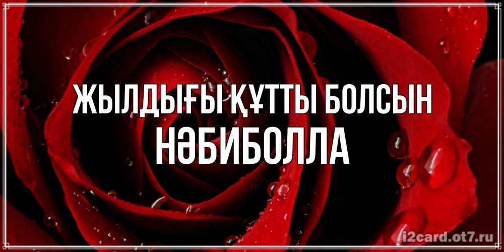 Күн сайын ашық хат с именем, НӘБИБОЛЛА Жылдығы құтты болсын крупная бордовая роза Онлайн тегін жүктеп алу тілектері бар керемет карта 