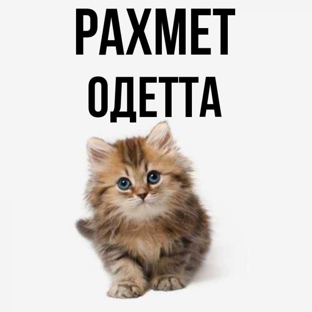 Күн сайын ашық хат с именем, Одетта рахмет пушистый котик Онлайн тегін жүктеп алу тілектері бар керемет карта 