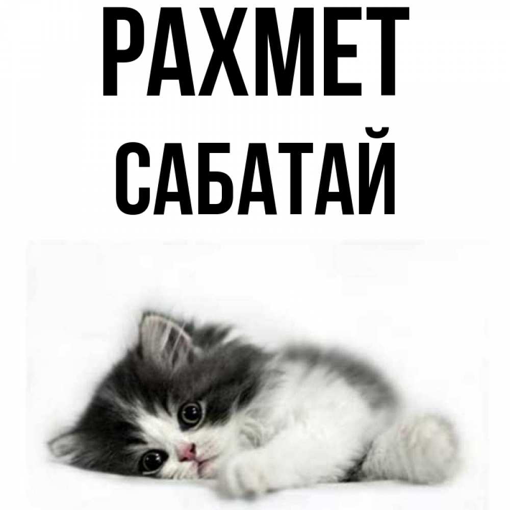 Күн сайын ашық хат с именем, САБАТАЙ рахмет черный и белый кот Онлайн тегін жүктеп алу тілектері бар керемет карта 