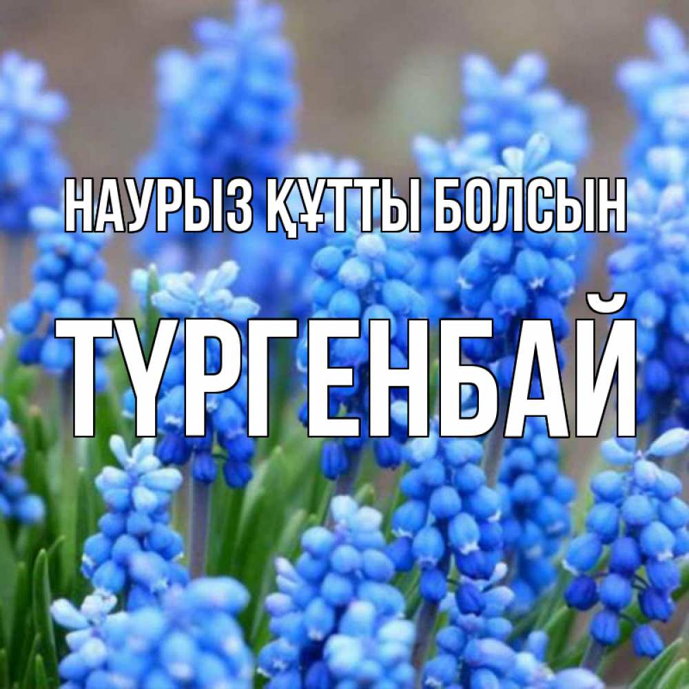 Күн сайын ашық хат с именем, ТҮРГЕНБАЙ Наурыз құтты болсын Поздравительная открытка для женщин с цветами на праздничную дату Онлайн тегін жүктеп алу тілектері бар керемет карта 