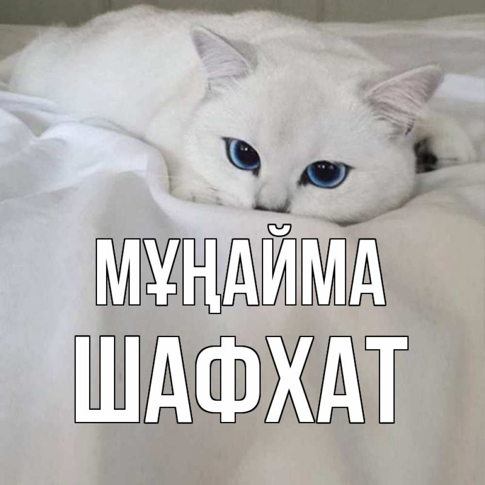 Күн сайын ашық хат с именем, ШАФХАТ Мұңайма белый кот с голубыми глазами на белоснежной кровати Онлайн тегін жүктеп алу тілектері бар керемет карта 