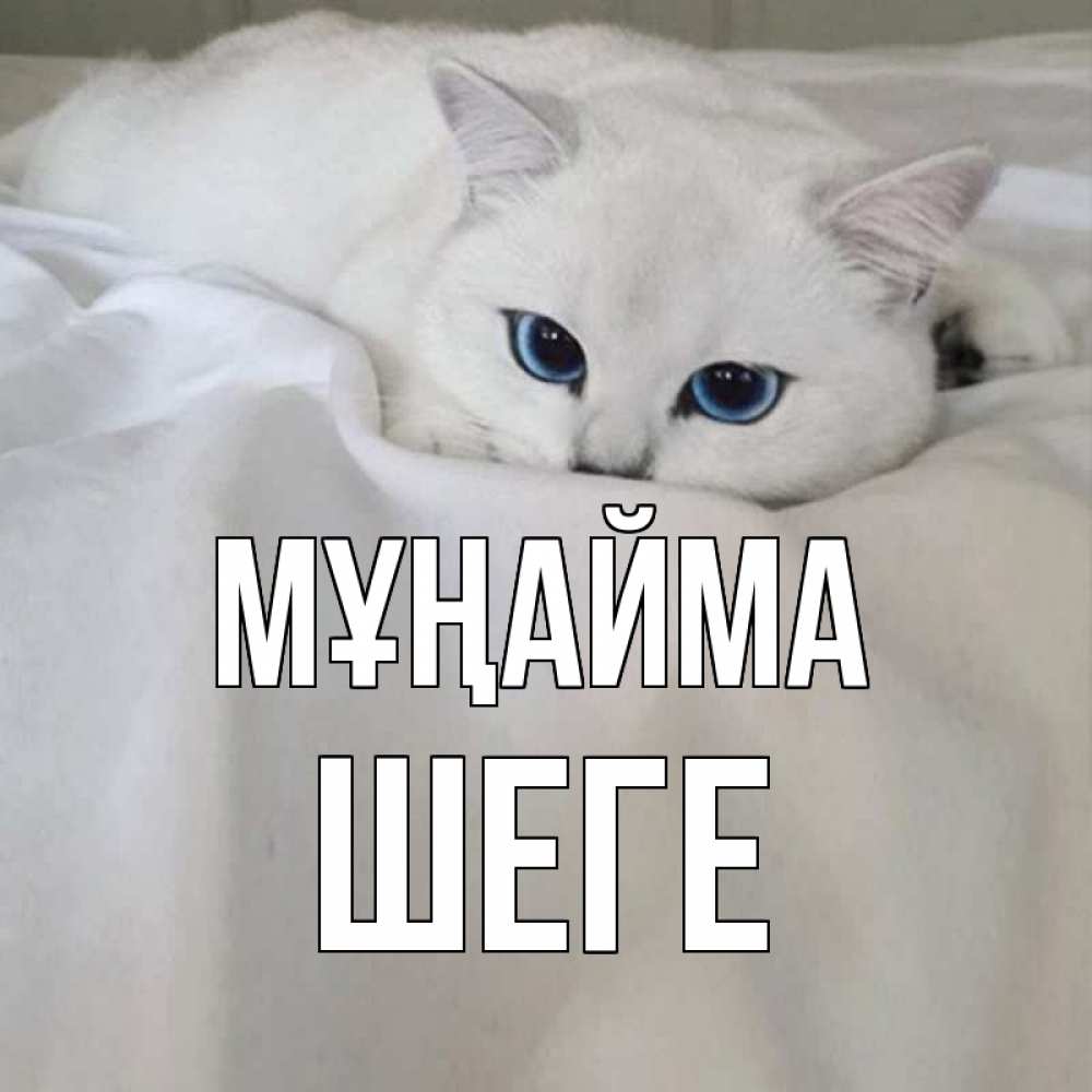 Күн сайын ашық хат с именем, ШЕГЕ Мұңайма белый кот с голубыми глазами на белоснежной кровати Онлайн тегін жүктеп алу тілектері бар керемет карта 