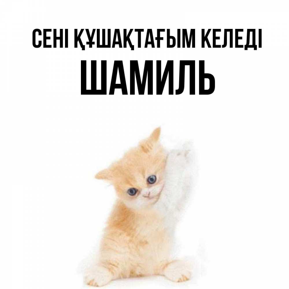 Күн сайын ашық хат с именем, Шамиль сені құшақтағым келеді я хочу очень скорее обнимаешек Онлайн тегін жүктеп алу тілектері бар керемет карта 