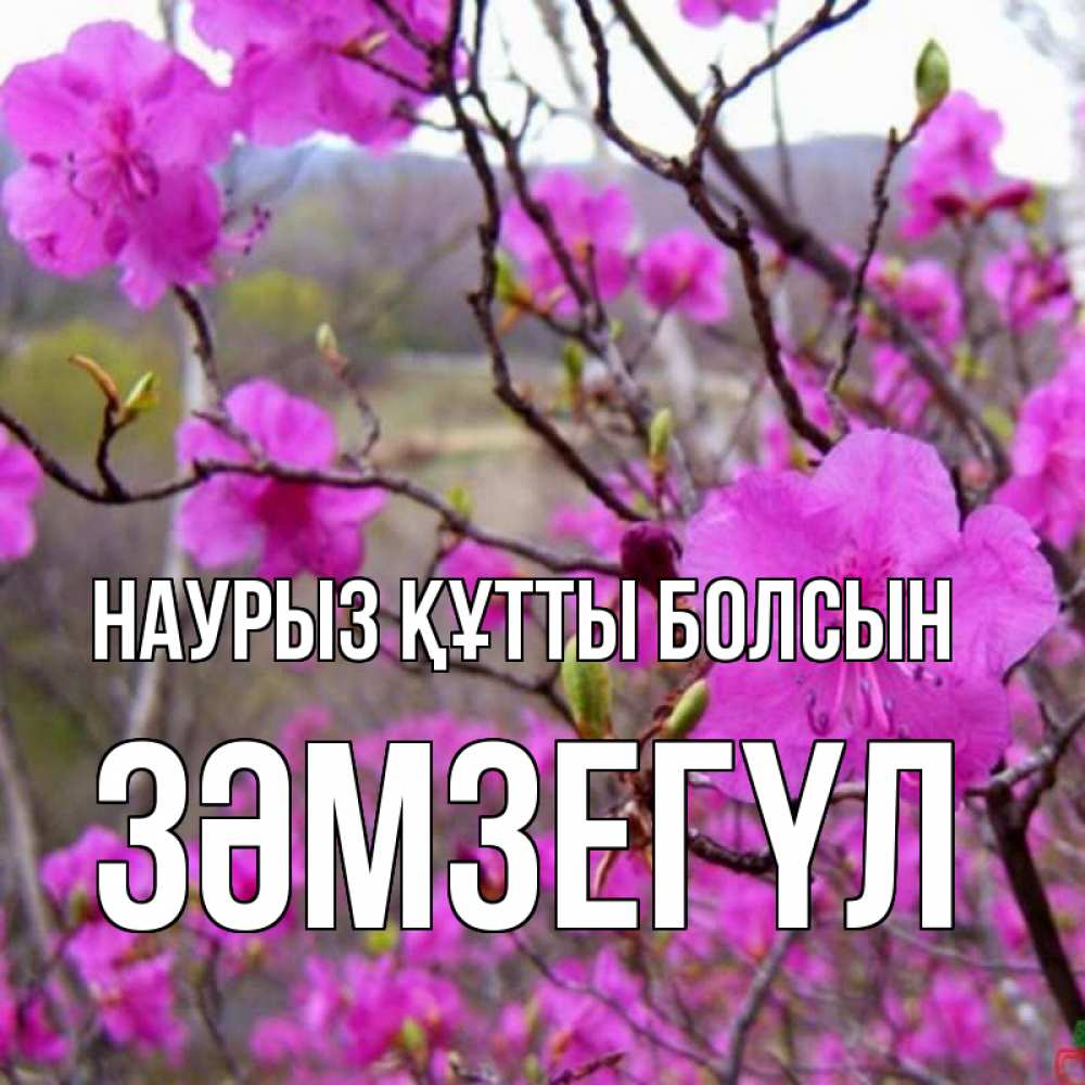 Күн сайын ашық хат с именем, ЗӘМЗЕГҮЛ Наурыз құтты болсын наурыз мейрамы кутты болсын Онлайн тегін жүктеп алу тілектері бар керемет карта 