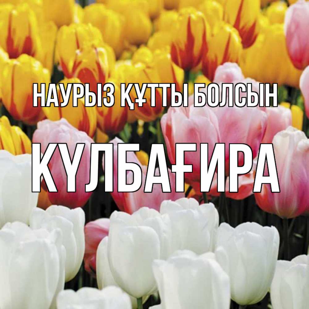 Күн сайын ашық хат с именем, КҮЛБАҒИРА Наурыз құтты болсын разноцветные цветы Онлайн тегін жүктеп алу тілектері бар керемет карта 