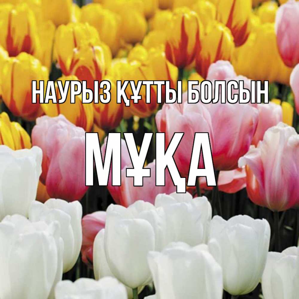 Күн сайын ашық хат с именем, МҰҚА Наурыз құтты болсын разноцветные цветы Онлайн тегін жүктеп алу тілектері бар керемет карта 