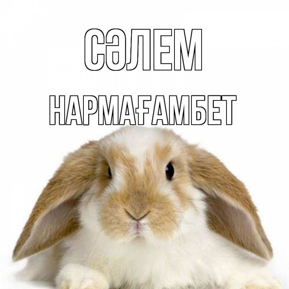 Күн сайын ашық хат с именем, НАРМАҒАМБЕТ Сәлем с животными Онлайн тегін жүктеп алу тілектері бар керемет карта 