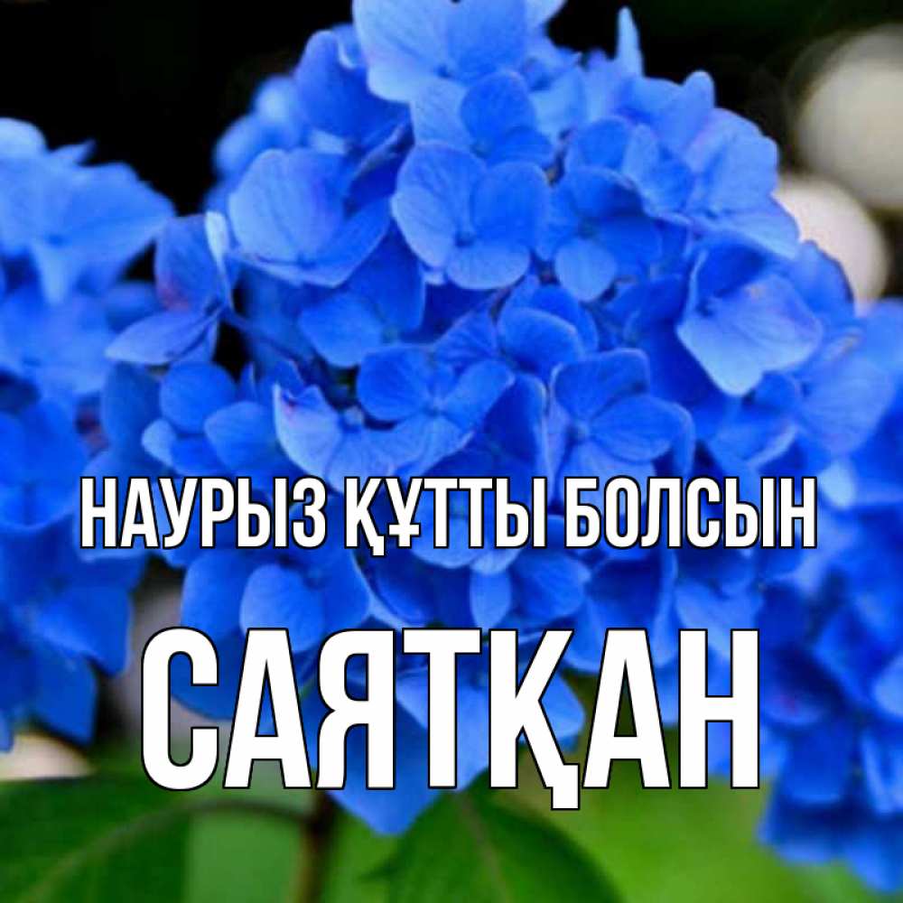 Күн сайын ашық хат с именем, САЯТҚАН Наурыз құтты болсын синие цветы Онлайн тегін жүктеп алу тілектері бар керемет карта 