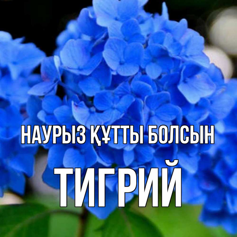 Күн сайын ашық хат с именем, Тигрий Наурыз құтты болсын синие цветы Онлайн тегін жүктеп алу тілектері бар керемет карта 