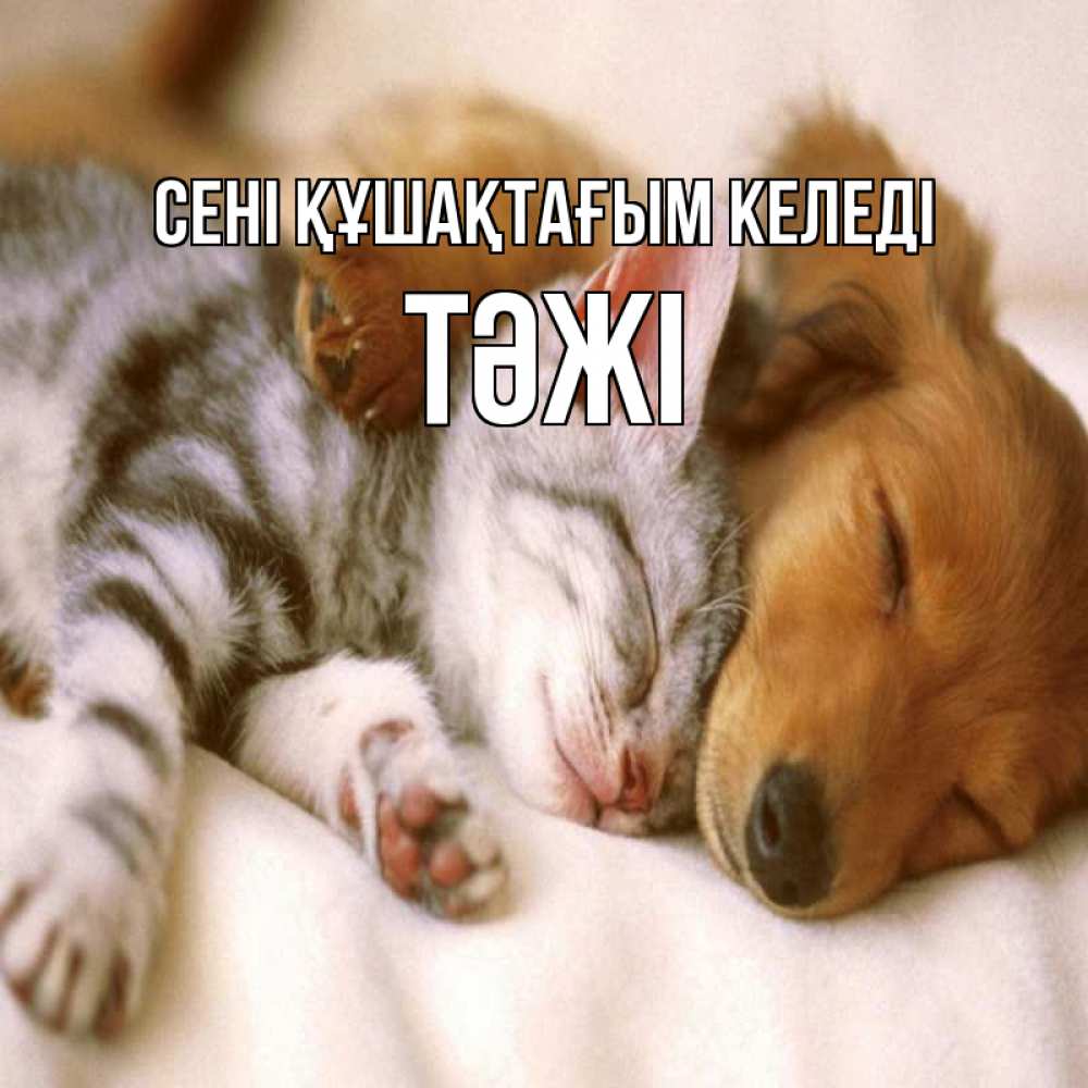 Күн сайын ашық хат с именем, ТӘЖІ сені құшақтағым келеді пес и котенок Онлайн тегін жүктеп алу тілектері бар керемет карта 