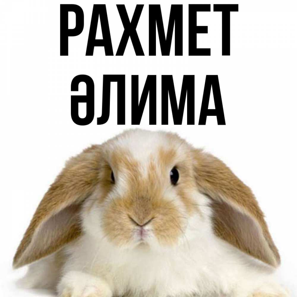 Күн сайын ашық хат с именем, ӘЛИМА рахмет коричнево белый заяц Онлайн тегін жүктеп алу тілектері бар керемет карта 