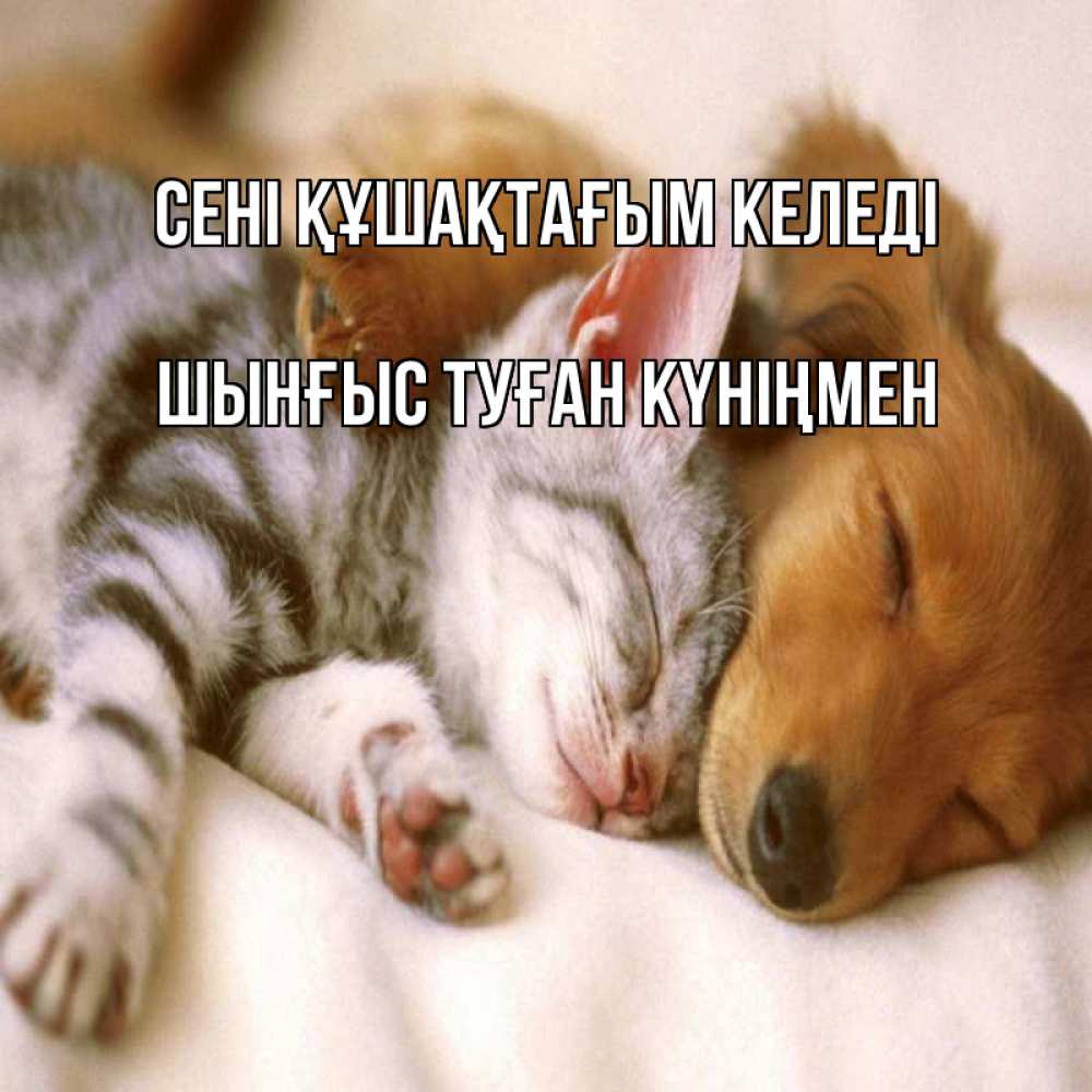 Картинка сені құшақтағым келеді, ШЫНҒЫС! ТУҒАН КҮНІҢМЕН!