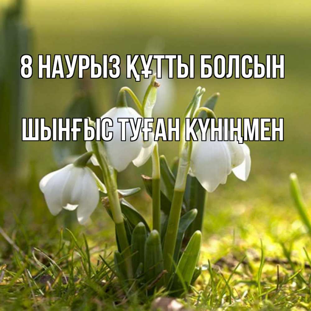 Картинка 8 наурыз құтты болсын, ШЫНҒЫС! ТУҒАН КҮНІҢМЕН!