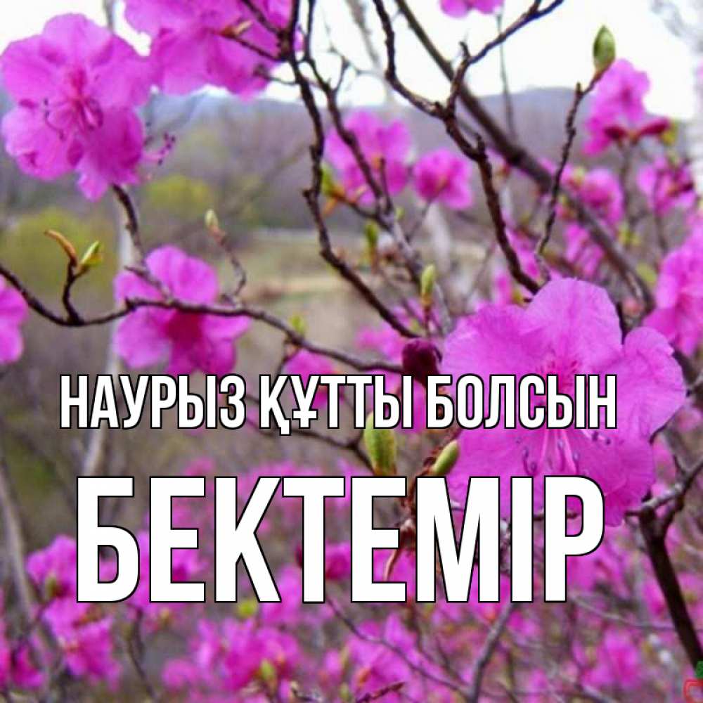 Күн сайын ашық хат с именем, Бектемір Наурыз құтты болсын наурыз мейрамы кутты болсын Онлайн тегін жүктеп алу тілектері бар керемет карта 