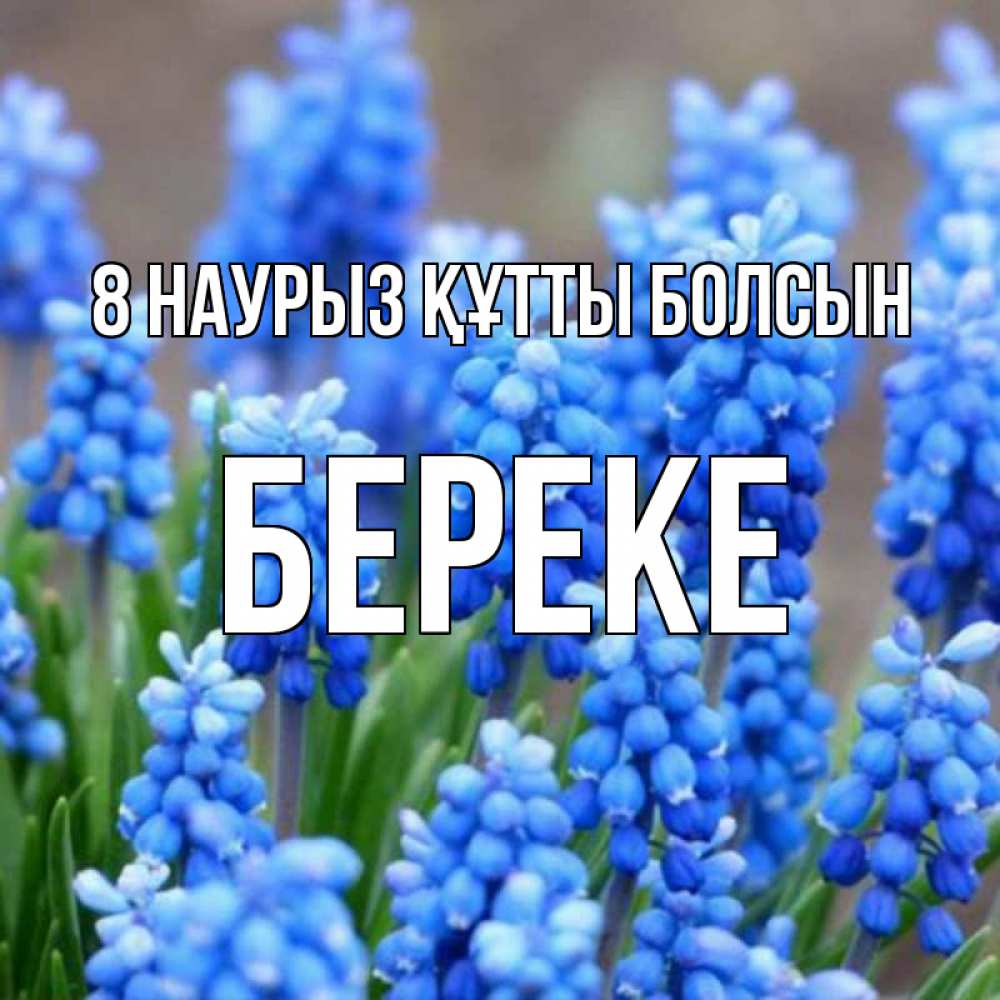 Күн сайын ашық хат с именем, Береке 8 наурыз құтты болсын Поздравительная открытка для женщин с цветами на праздничную дату Онлайн тегін жүктеп алу тілектері бар керемет карта 