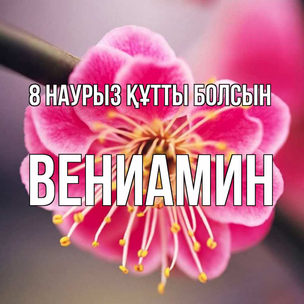 Күн сайын ашық хат с именем, Вениамин 8 наурыз құтты болсын цветы Онлайн тегін жүктеп алу тілектері бар керемет карта 