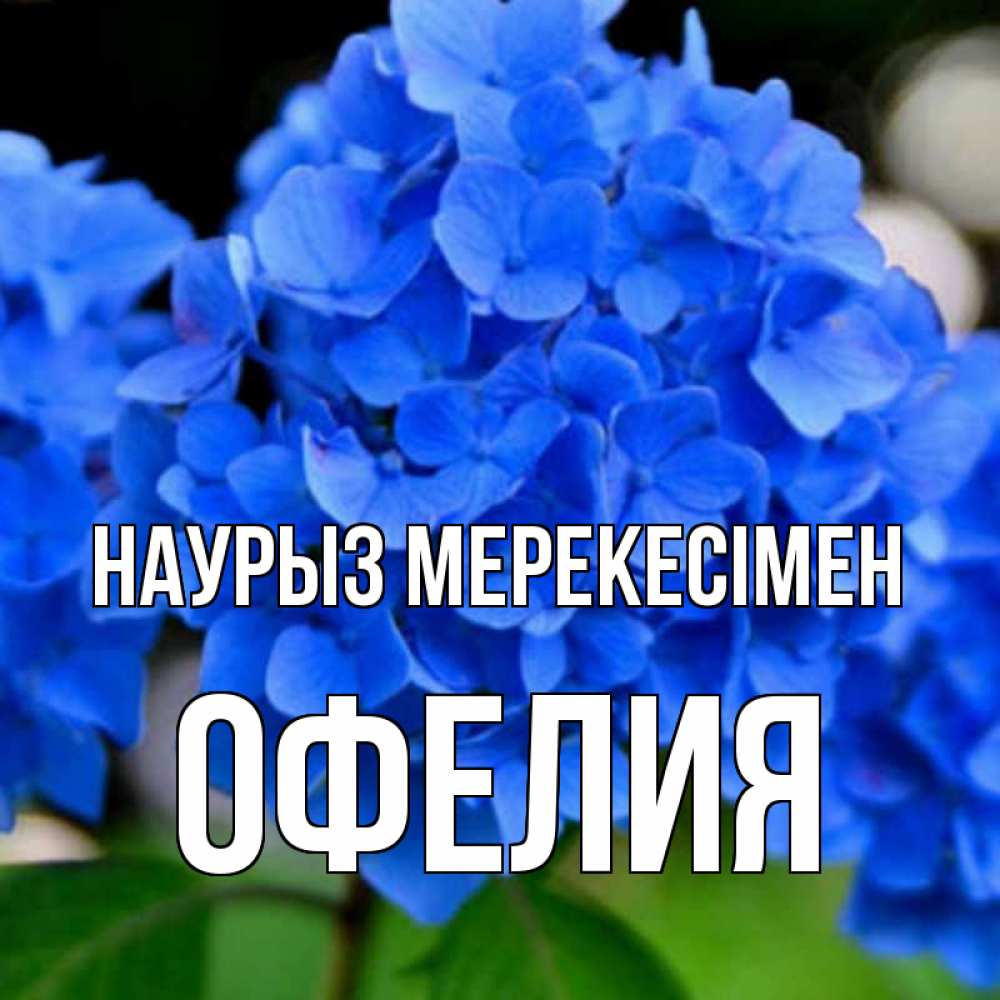Күн сайын ашық хат с именем, Офелия Наурыз мерекесімен синие цветы Онлайн тегін жүктеп алу тілектері бар керемет карта 