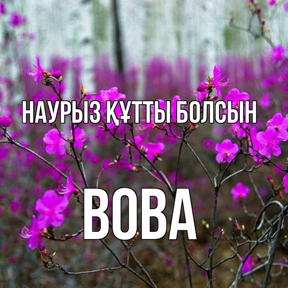 Күн сайын ашық хат с именем, Вова Наурыз құтты болсын дикие цветы Онлайн тегін жүктеп алу тілектері бар керемет карта 