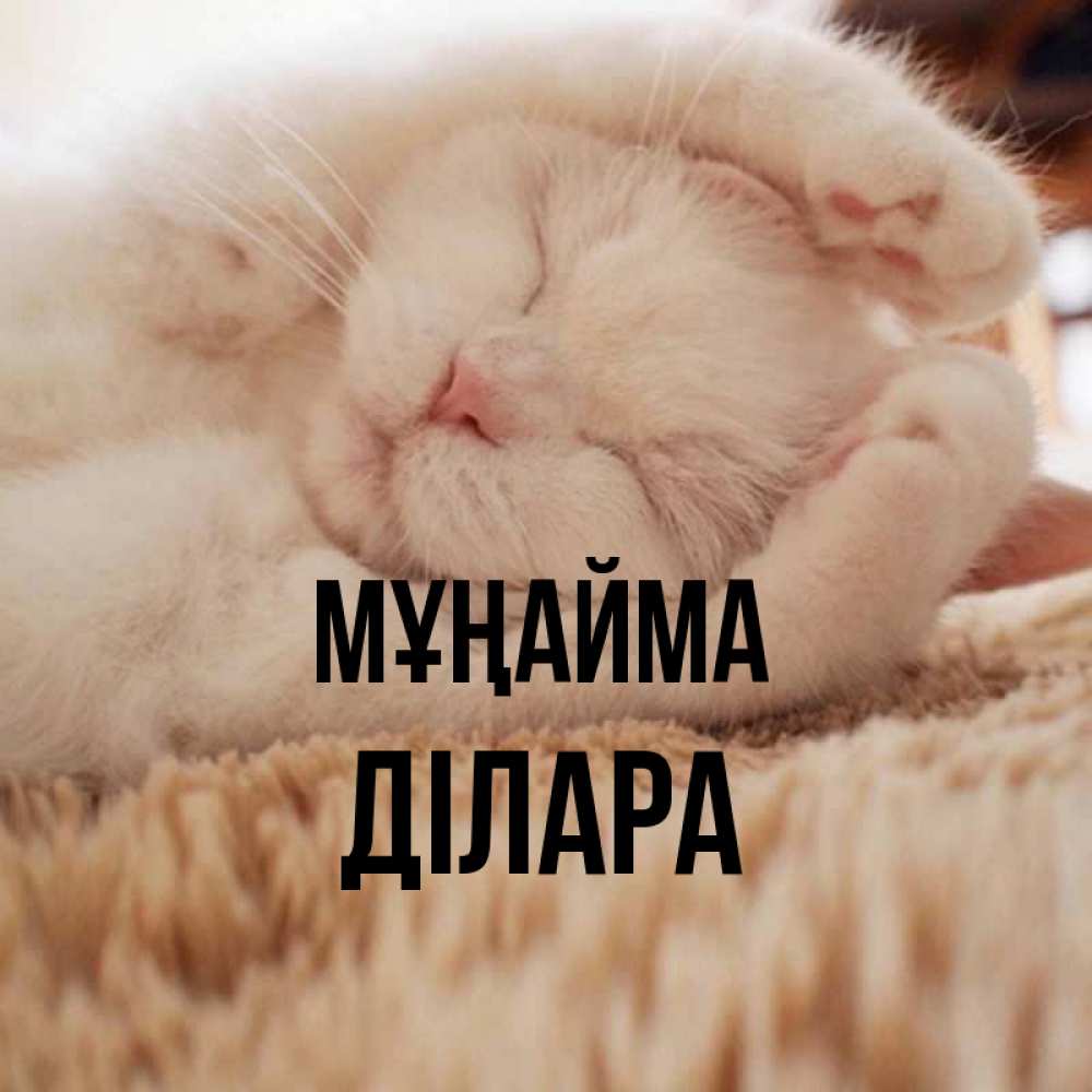 Күн сайын ашық хат с именем, ДІЛАРА Мұңайма Котенок спит Онлайн тегін жүктеп алу тілектері бар керемет карта 