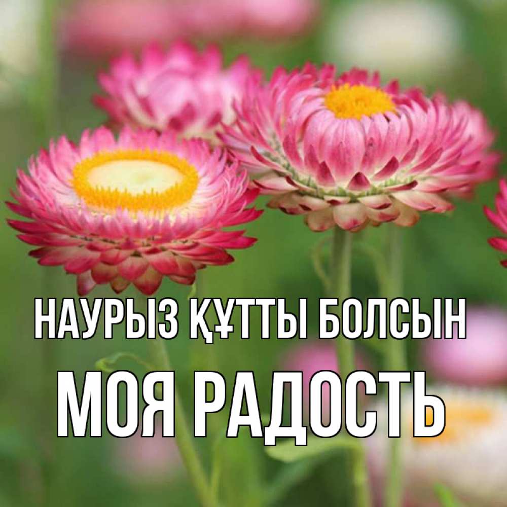 Күн сайын ашық хат с именем, Моя-радость Наурыз құтты болсын подарок на международный женский день Онлайн тегін жүктеп алу тілектері бар керемет карта 