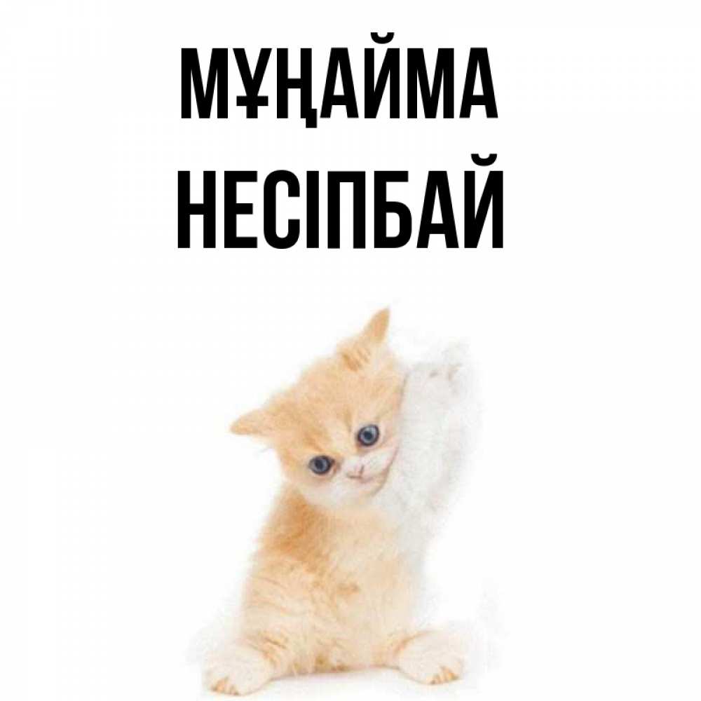 Күн сайын ашық хат с именем, НЕСІПБАЙ Мұңайма просящий кот Онлайн тегін жүктеп алу тілектері бар керемет карта 