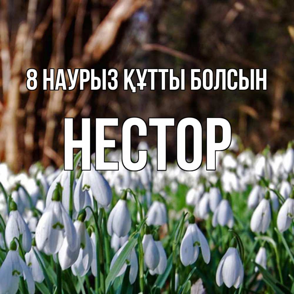 Күн сайын ашық хат с именем, Нестор 8 наурыз құтты болсын с подснежниками 1 Онлайн тегін жүктеп алу тілектері бар керемет карта 