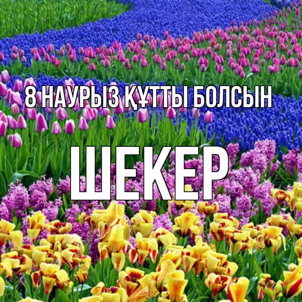 Күн сайын ашық хат с именем, ШЕКЕР 8 наурыз құтты болсын цветы Онлайн тегін жүктеп алу тілектері бар керемет карта 