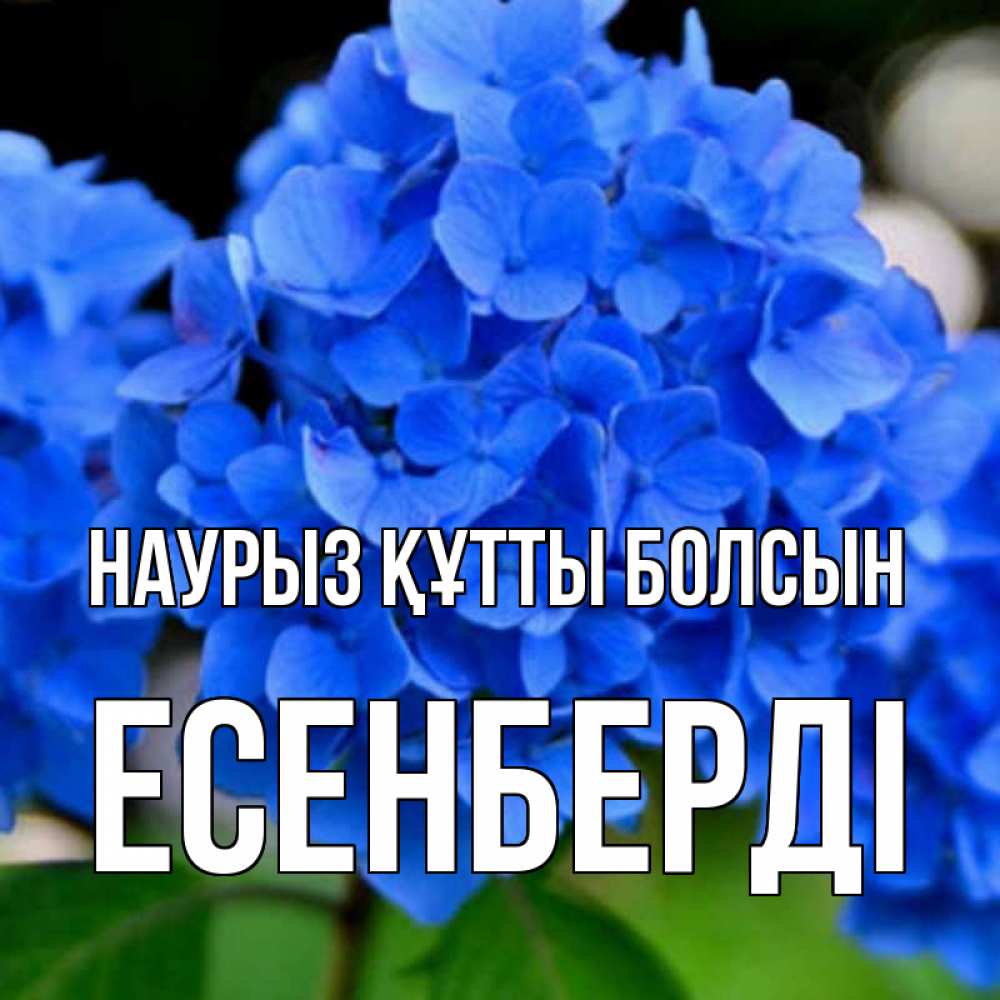 Күн сайын ашық хат с именем, Есенберді Наурыз құтты болсын синие цветы Онлайн тегін жүктеп алу тілектері бар керемет карта 