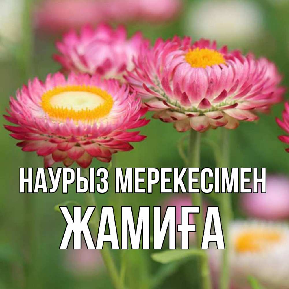 Күн сайын ашық хат с именем, ЖАМИҒА Наурыз мерекесімен подарок на международный женский день Онлайн тегін жүктеп алу тілектері бар керемет карта 