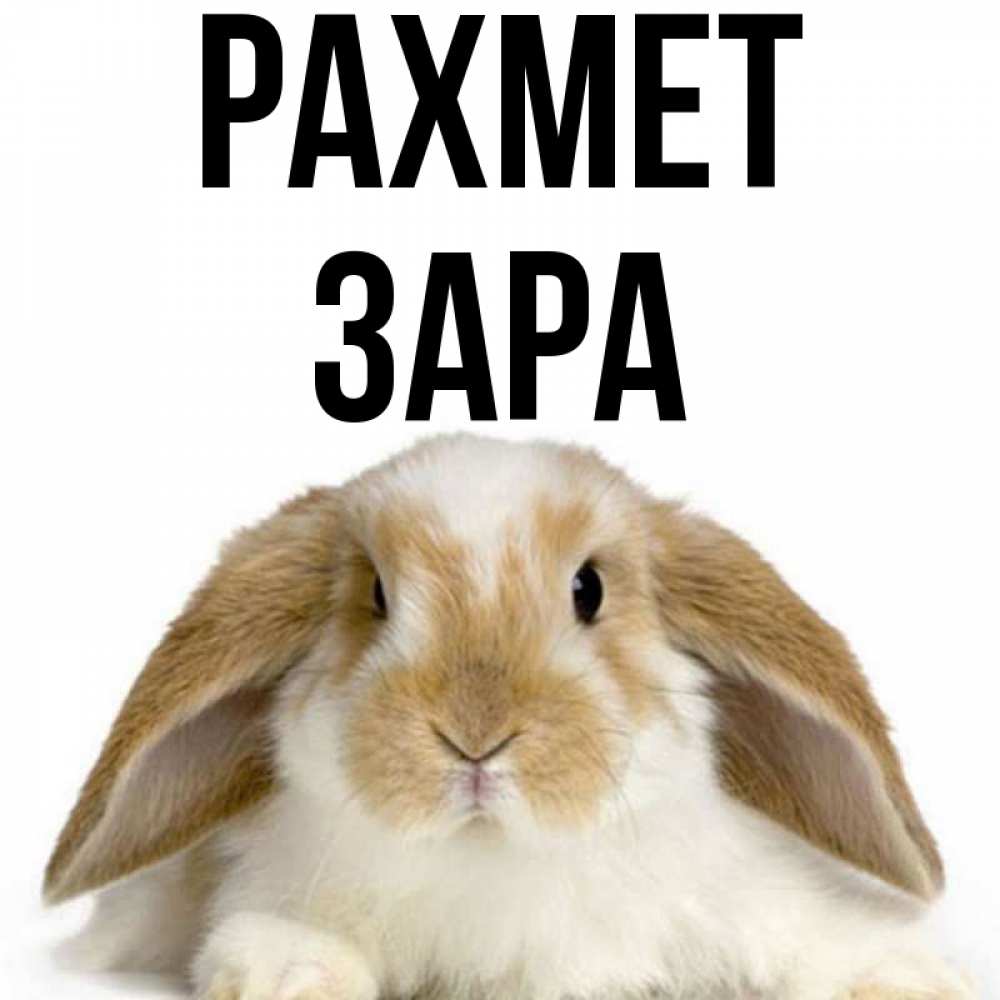 Күн сайын ашық хат с именем, ЗАРА рахмет коричнево белый заяц Онлайн тегін жүктеп алу тілектері бар керемет карта 