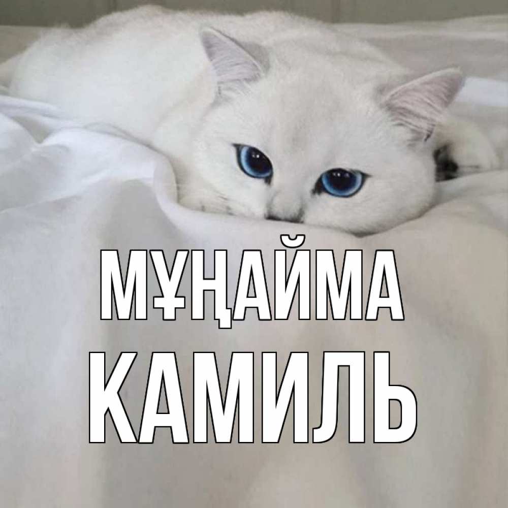 Күн сайын ашық хат с именем, Камиль Мұңайма белый кот с голубыми глазами на белоснежной кровати Онлайн тегін жүктеп алу тілектері бар керемет карта 