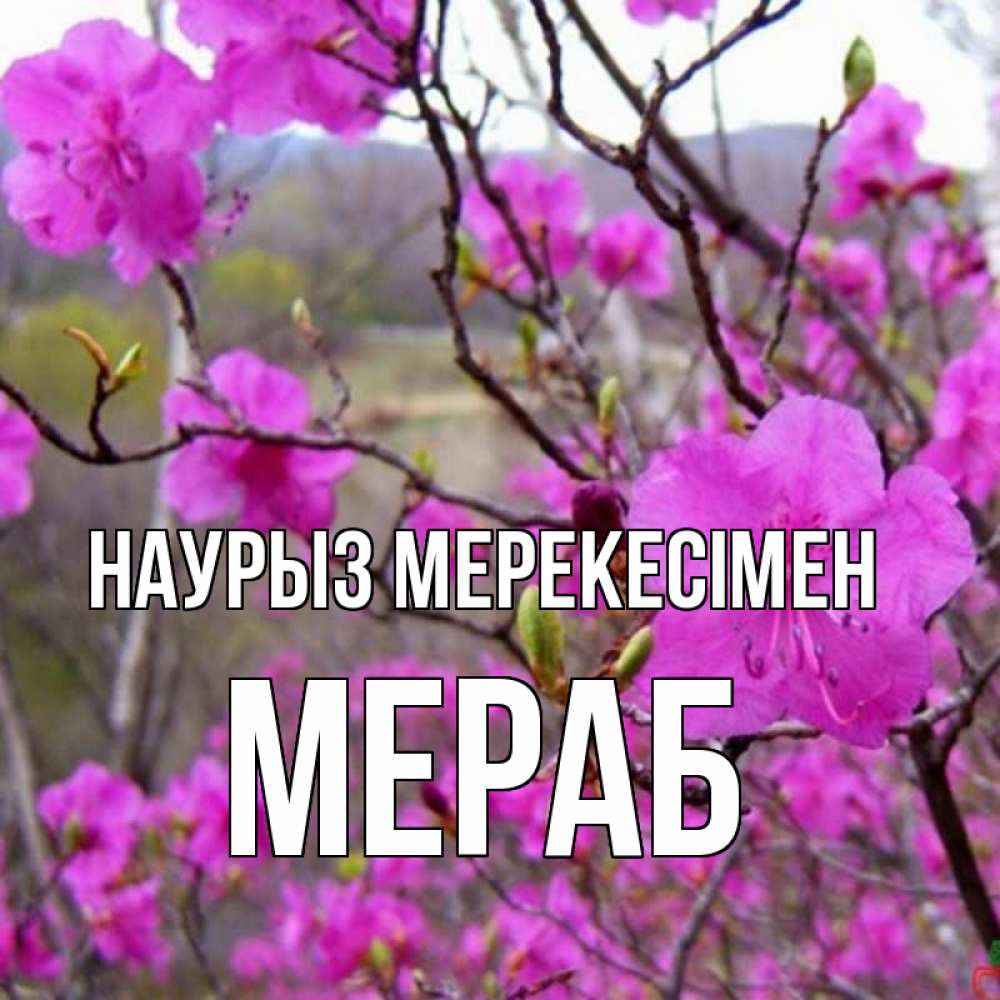 Күн сайын ашық хат с именем, Мераб Наурыз мерекесімен праздник весны наурыз Онлайн тегін жүктеп алу тілектері бар керемет карта 
