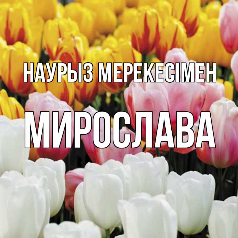Күн сайын ашық хат с именем, Мирослава Наурыз мерекесімен разноцветные цветы Онлайн тегін жүктеп алу тілектері бар керемет карта 