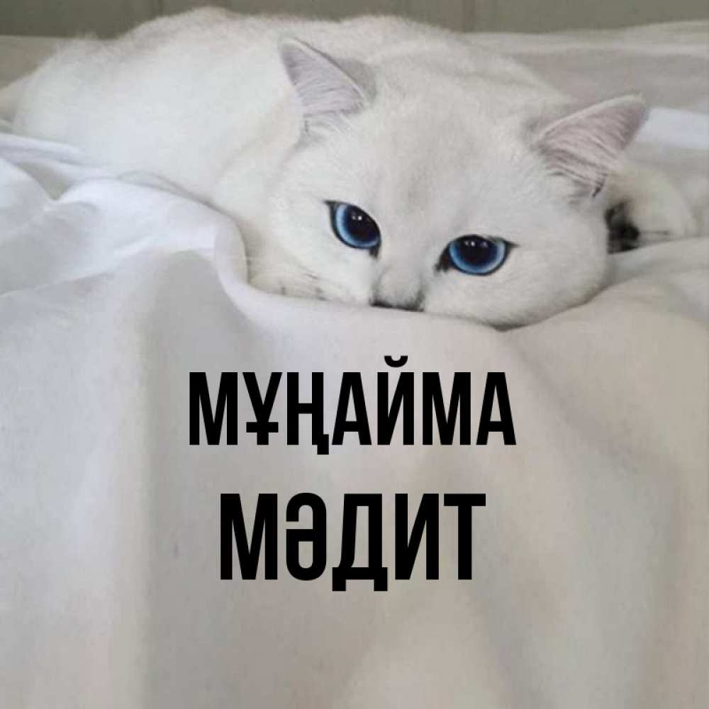 Күн сайын ашық хат с именем, МӘДИТ Мұңайма Голубоглазая кошка Онлайн тегін жүктеп алу тілектері бар керемет карта 
