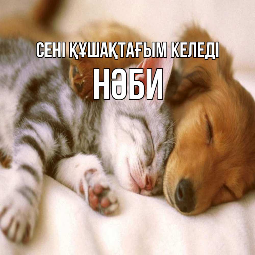 Күн сайын ашық хат с именем, НӘБИ сені құшақтағым келеді пес и котенок Онлайн тегін жүктеп алу тілектері бар керемет карта 