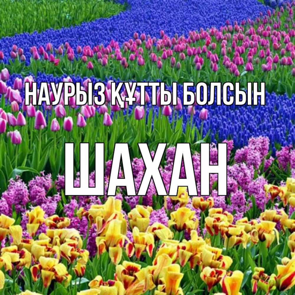 Күн сайын ашық хат с именем, ШАХАН Наурыз құтты болсын цветы Онлайн тегін жүктеп алу тілектері бар керемет карта 