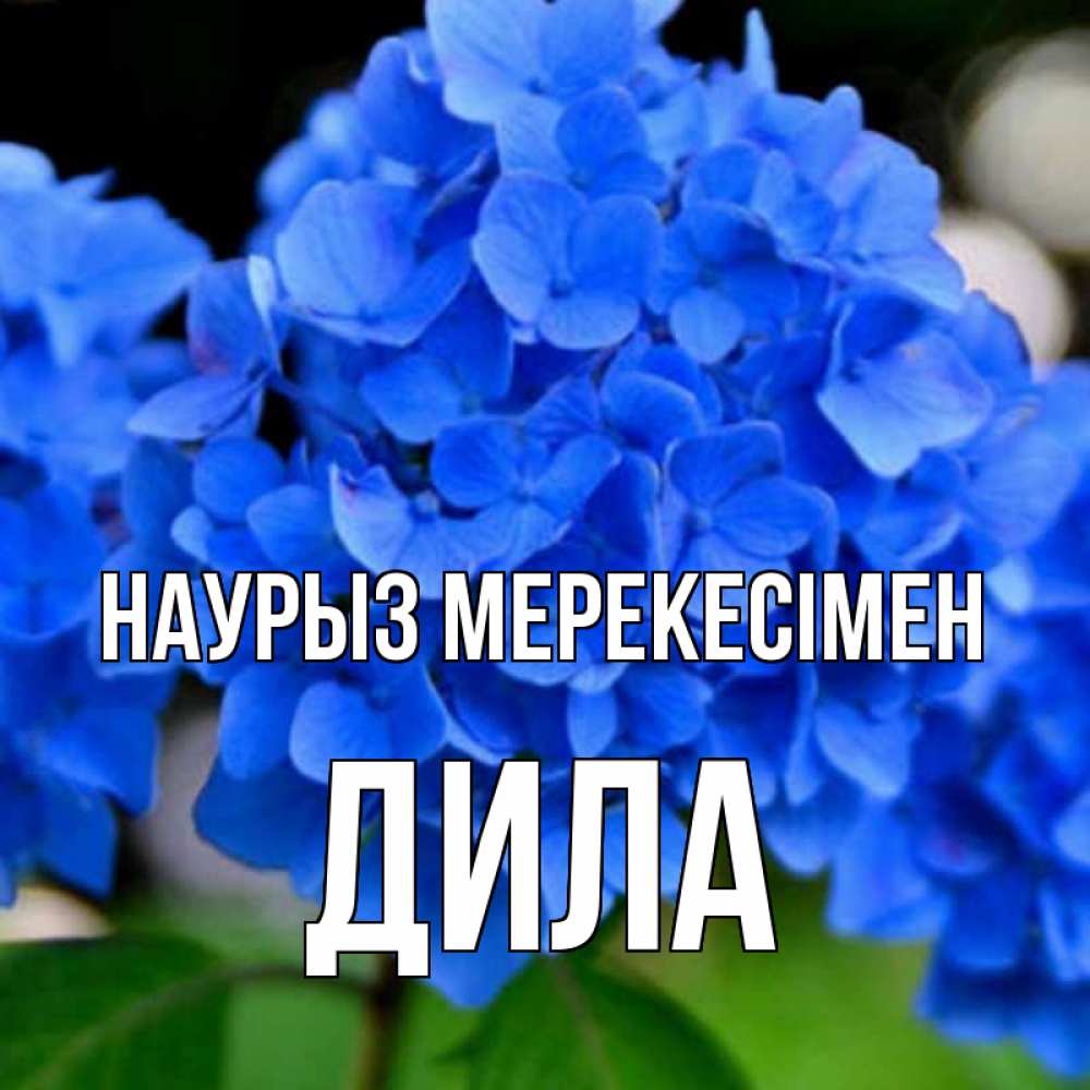 Күн сайын ашық хат с именем, ДИЛА Наурыз мерекесімен синие цветы Онлайн тегін жүктеп алу тілектері бар керемет карта 
