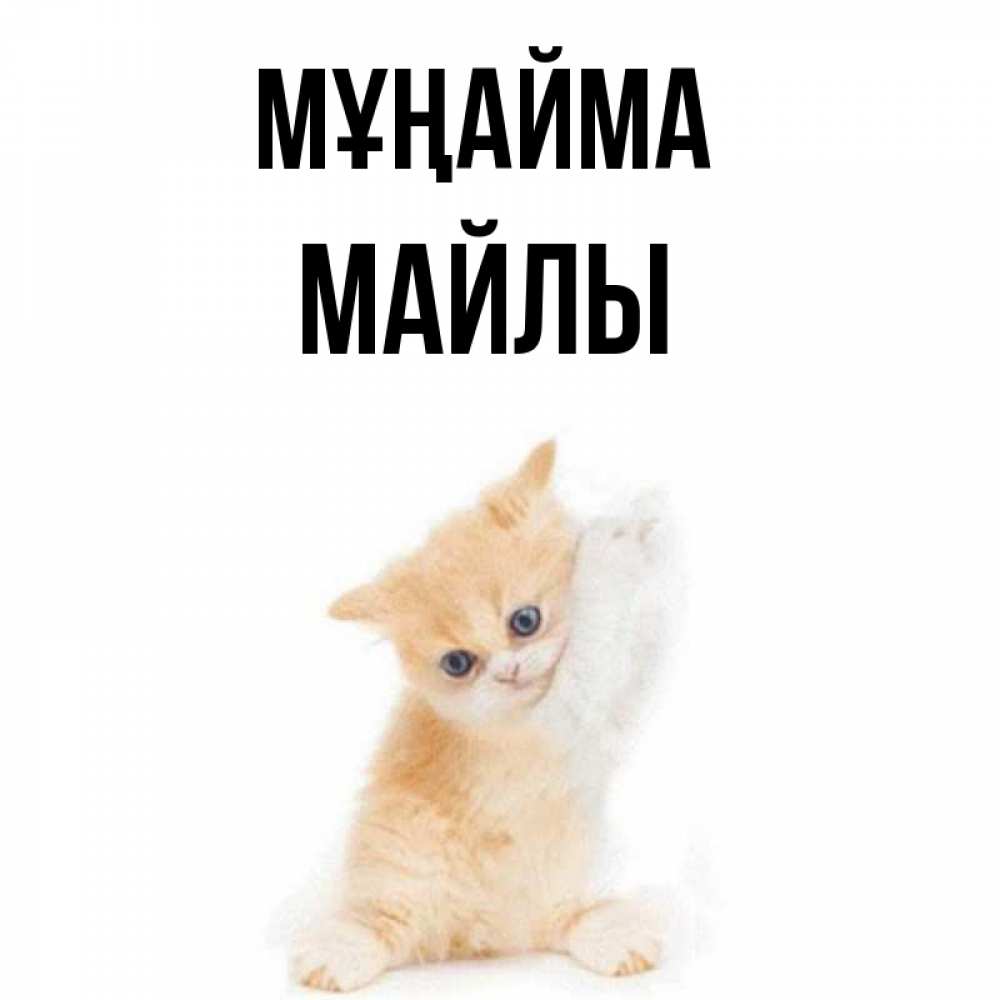 Күн сайын ашық хат с именем, МАЙЛЫ Мұңайма просящий кот Онлайн тегін жүктеп алу тілектері бар керемет карта 