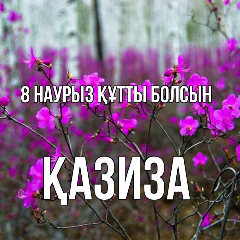 Күн сайын ашық хат с именем, ҚАЗИЗА 8 наурыз құтты болсын дикие цветы Онлайн тегін жүктеп алу тілектері бар керемет карта 