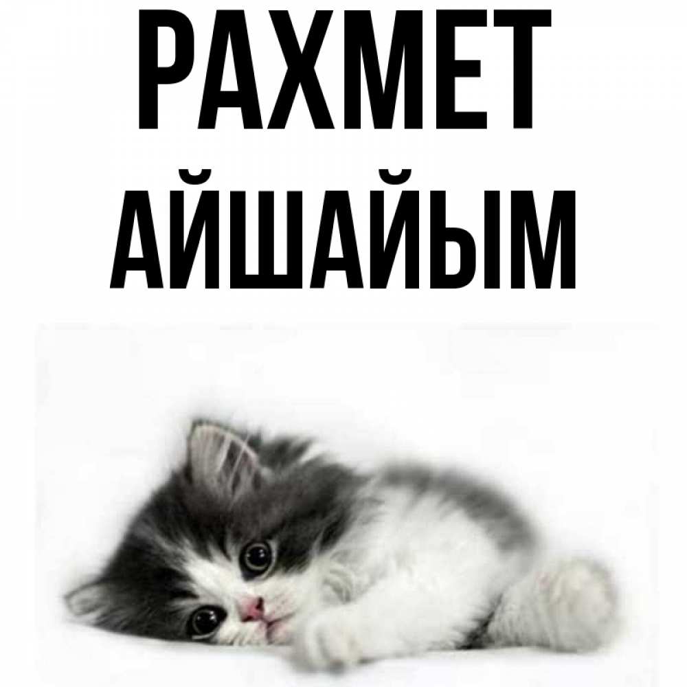 Күн сайын ашық хат с именем, АЙШАЙЫМ рахмет черный и белый кот Онлайн тегін жүктеп алу тілектері бар керемет карта 