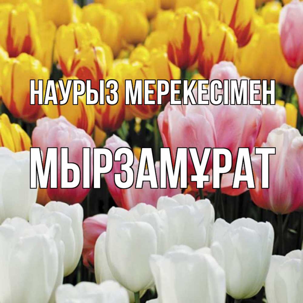 Күн сайын ашық хат с именем, Мырзамұрат Наурыз мерекесімен разноцветные цветы Онлайн тегін жүктеп алу тілектері бар керемет карта 